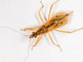 Nabis rugosus